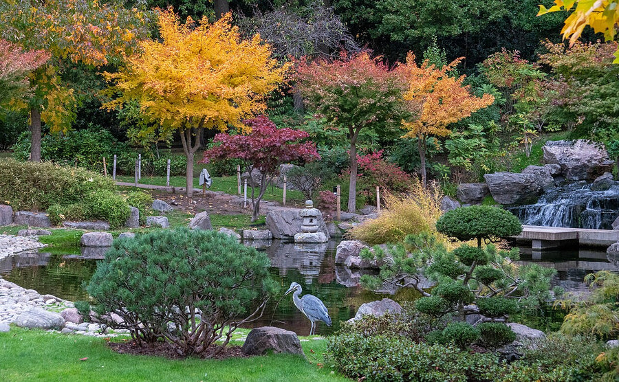 Red and gold Japanese maples in the Kyoto Garden, Holland Park, in autumn